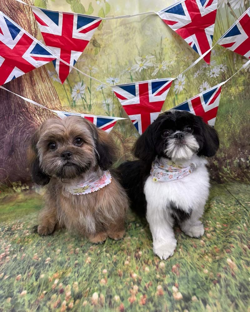 Two groomed Shih Tzus in floral bandanas on the grass under bunting