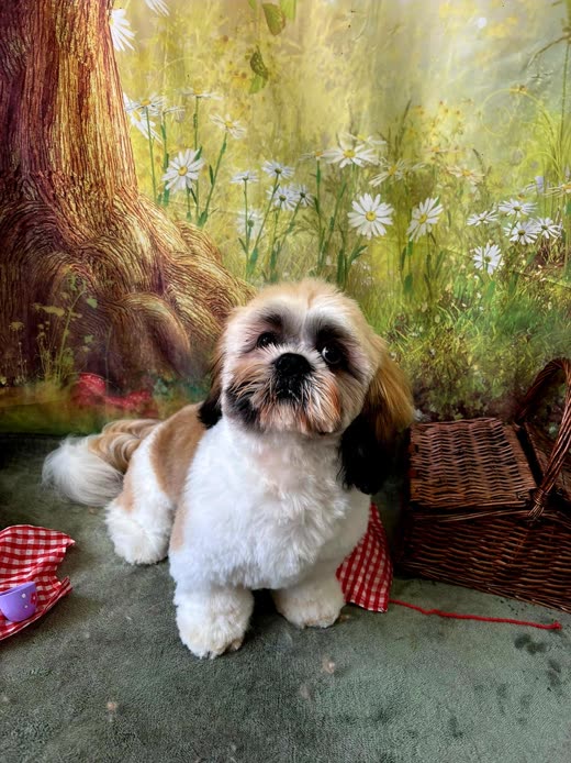 Shih Tzu with a tidy puppy-cut sitting against a painted woodland backdrop