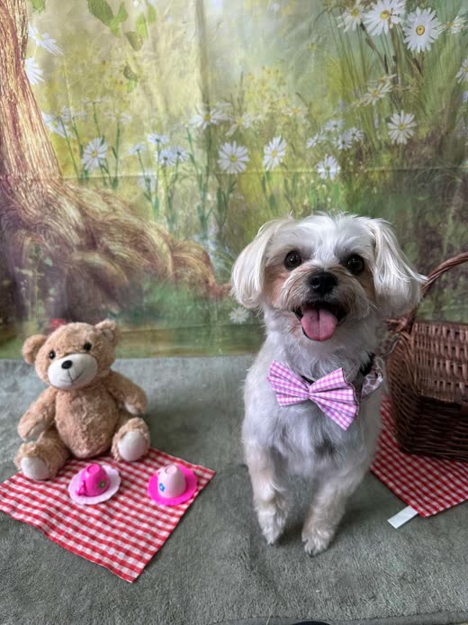 White and tan dog wearing a pink gingham bow tie