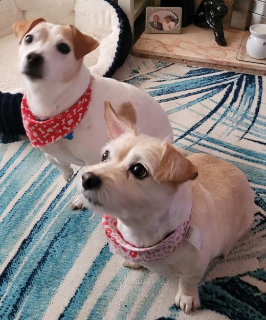 A Jack Russell and a smooth tan dog in red and pink bandanas